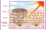 Người có làn da sạm đen làm thế nào để cải thiện? Xem ngay!