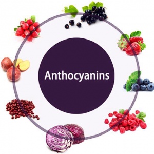    Nên ăn nhiều thực phẩm có chứa anthocyanins để giảm nồng độ axit uric