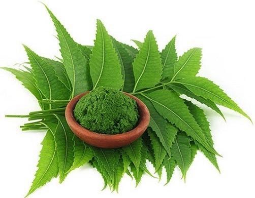 Bột neem giúp cải thiện mụn đầu đen hiệu quả