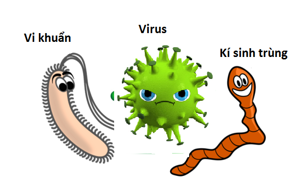   Vi khuẩn, virus, nấm, ký sinh trùng là nguyên nhân chính gây viêm lợi