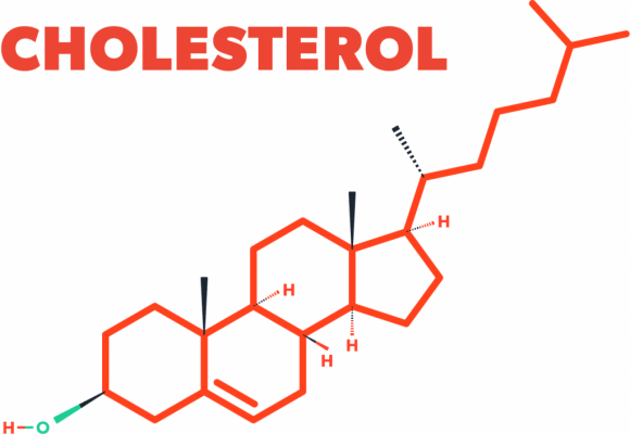 Cholesterol là một trong những chỉ số mỡ máu trong cơ thể