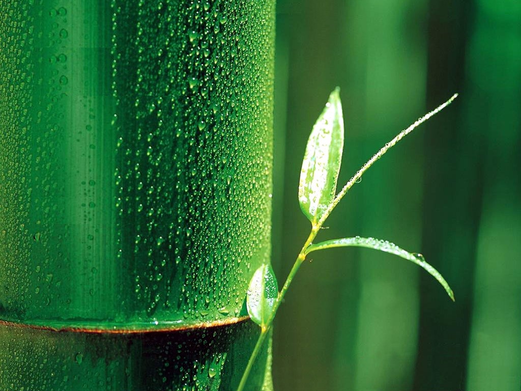 Bổ sung silica từ lá tre giúp cải thiện rạn da hiệu quả