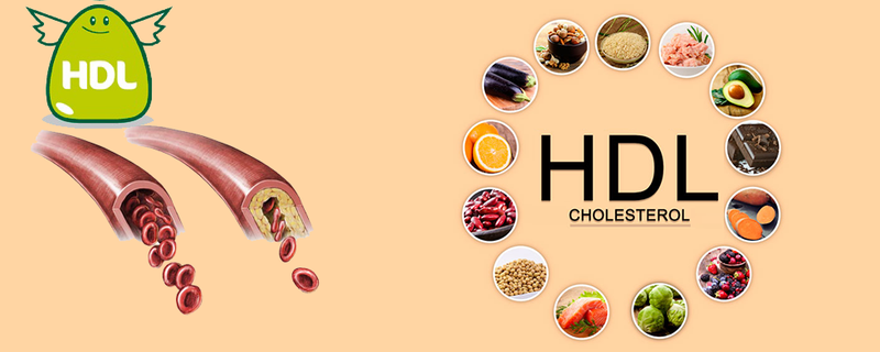 HDL cholesterol là cholesterol tốt cho cơ thể