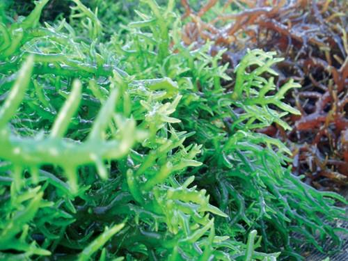  Hải tảo giúp tác động vào nguyên nhân sâu xa gây cường giáp
