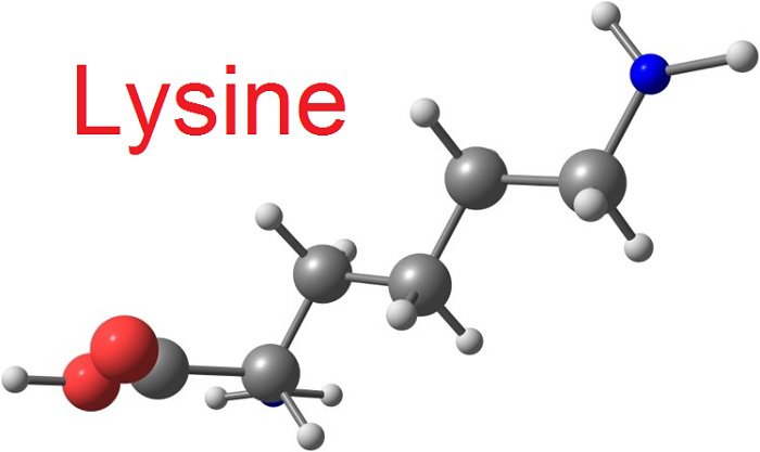 L-Lysine có khả năng ức chế sự sinh sản của virus gây bệnh